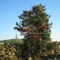 Wild About Trees in Ulverston?